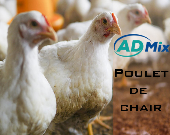 Poulet de chair