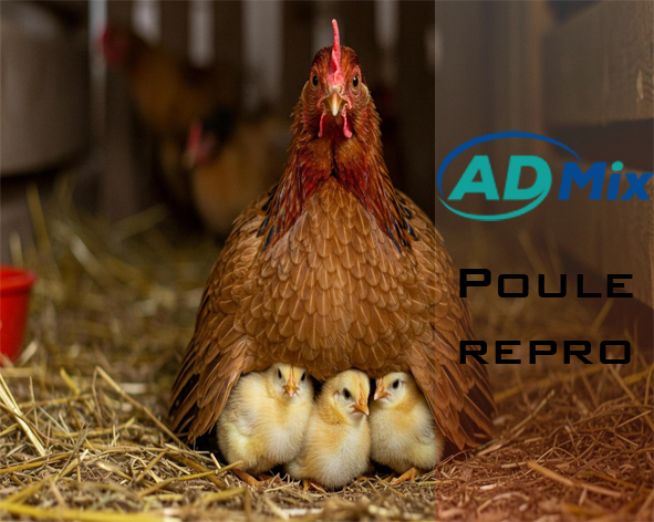 Poule repro