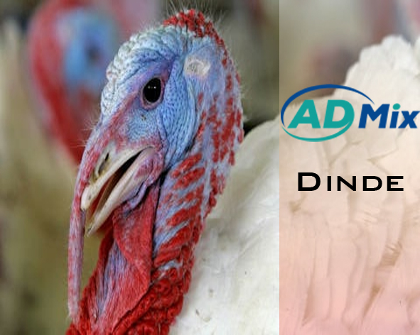 Dinde