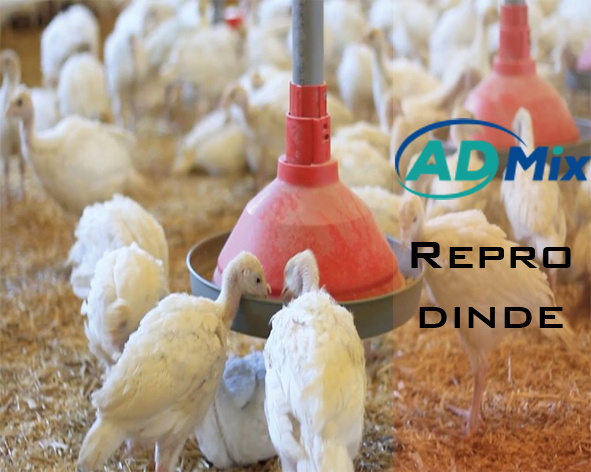 Repro dinde