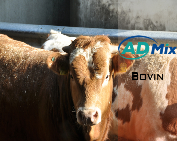 Bovin